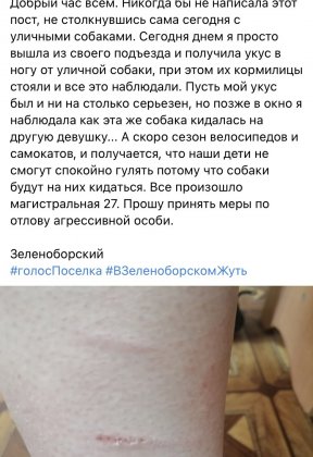 Нападают бездомные собаки на жителей Зеленоборского