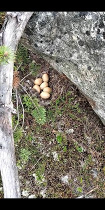 На яйца глухаря наткнулись в лесу жители Ловозерья