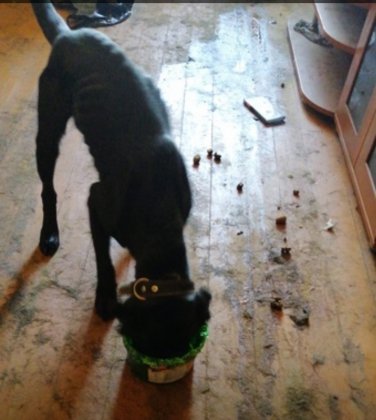 «Пес упал в обморок при виде еды»: истощенных собак нашли в квартире в Сафоново