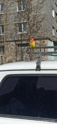 Редкий попугай поселился на улице в Ковдоре