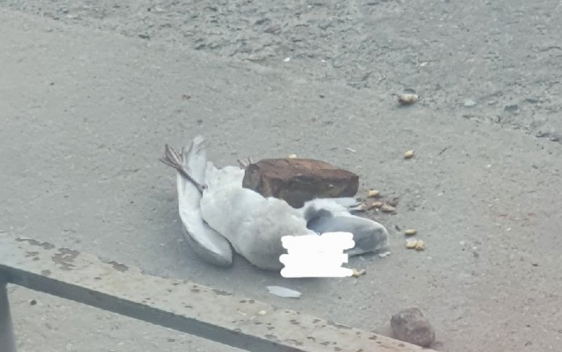 Забил до смерти кирпичом птицу ребенок в Гаджиево