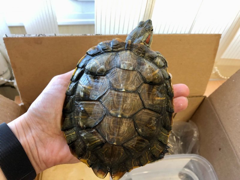 Живую черепаху нашли среди отходов на мусорном полигоне в Междуречье
