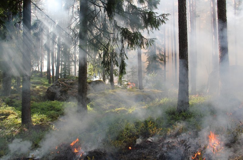 IV региональный класс пожарной опасности ожидается в Мурманской области