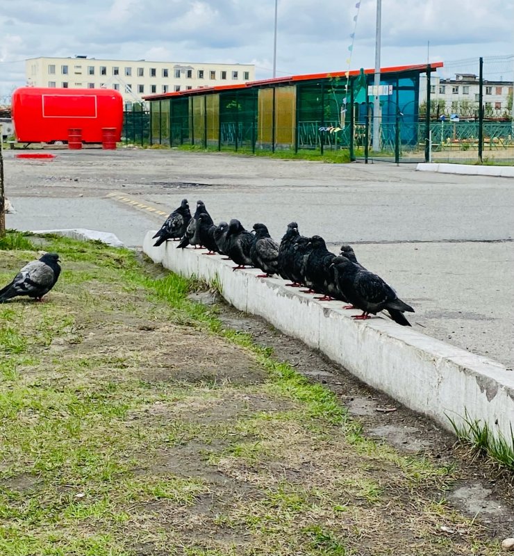 Роту голубей тренируют в поселке Спутник