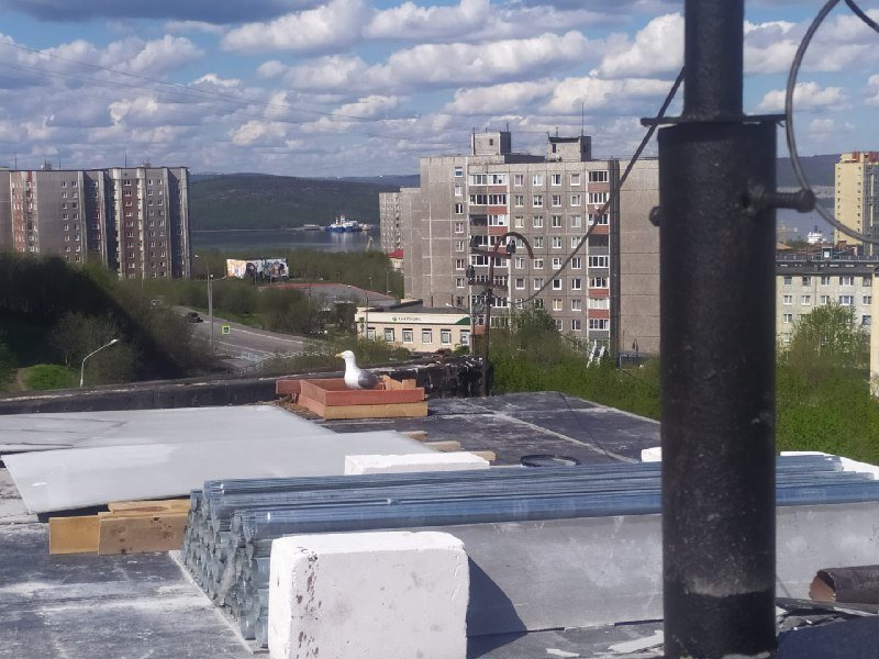 Гнездо для чайки соорудили строители на крыше дома в Мурманске