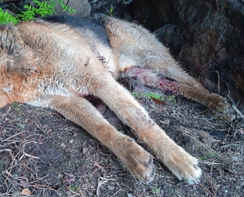 Окровавленную мертвую собаку нашли в Мурманске