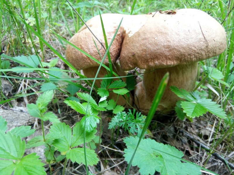 Белые грибы уже находят в лесу жители Мурманской области
