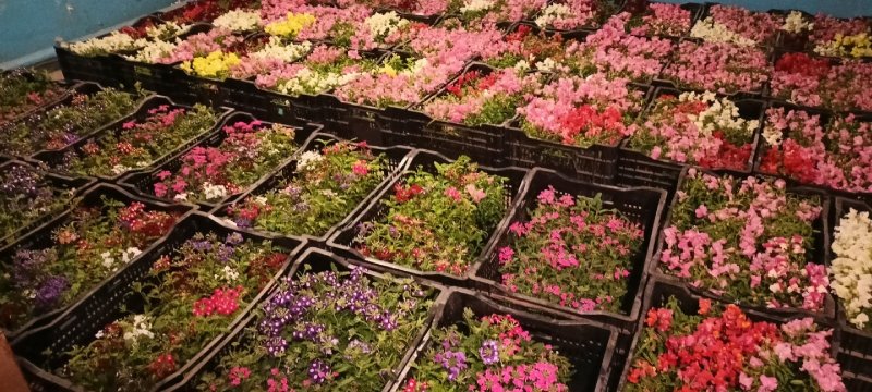 2,5 тысячи цветов завезли в Мончегорск