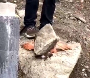 Молодые живодеры забили камнем птицу в Кировске