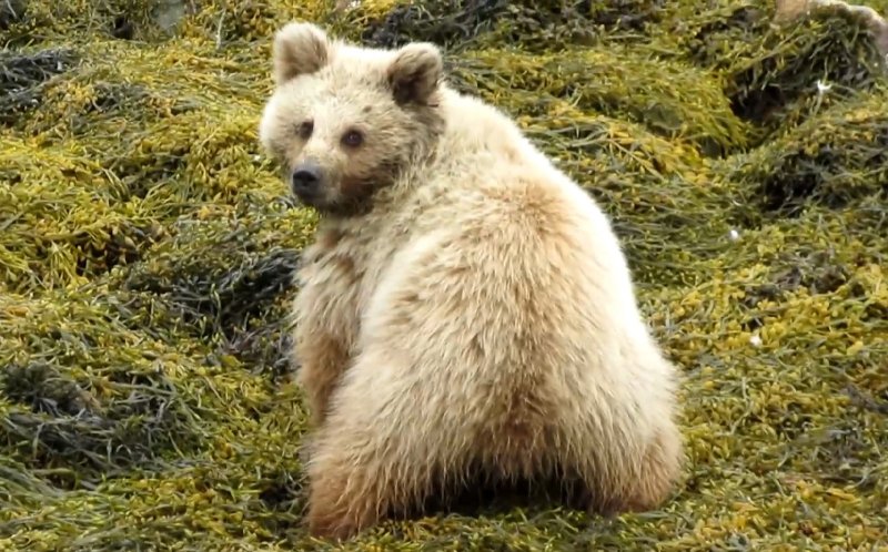 Медвежонок ловил бельдюгу в фукусах Кандалакшского залива
