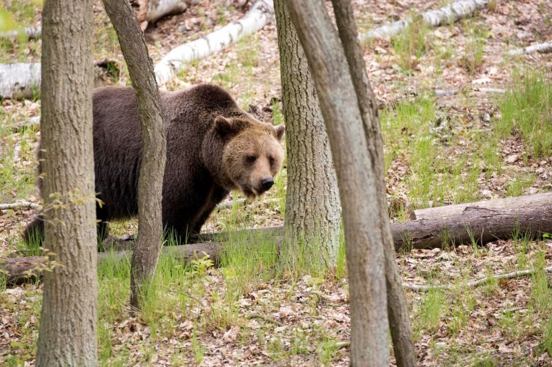 Застрелили медведя, бродившего возле дачного поселка под Кировском