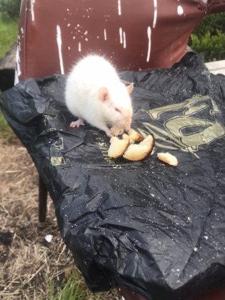 Наигрались и выкинули: декоративных крыс нашли в сопках в Полярном