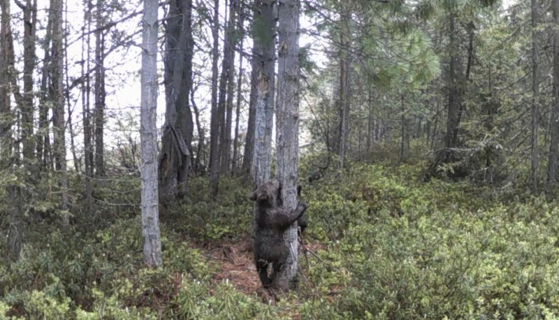Обнимали деревья медвежата в Кандалакше