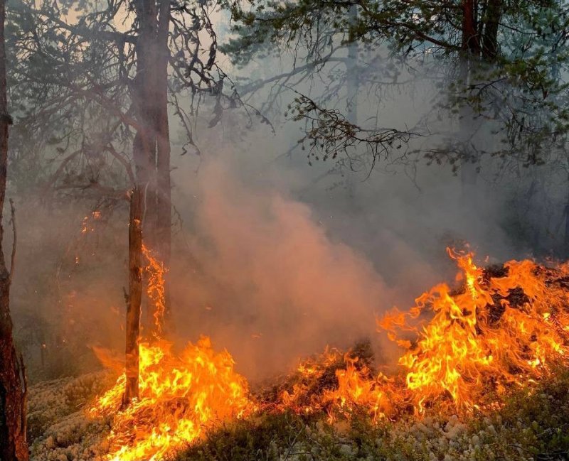 26 лесных пожаров зарегистрировано в Мурманской области