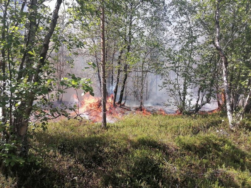 Загорелся лес из-за грозового разряда в Ловозерье