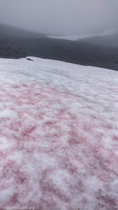 «Розовый и пахнет арбузом»: снег удивил туристов в Хибинах