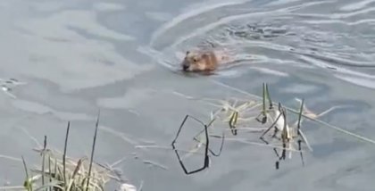 Мохнатый зверь «гонял» уток в Ледовом озере Мурманска