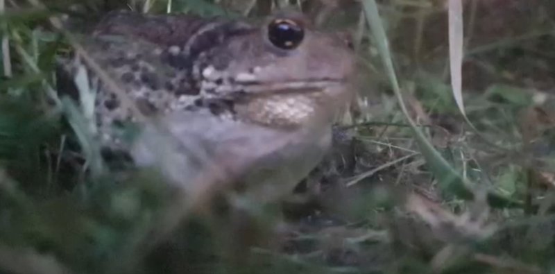Редкая жаба показалась людям в Мурманской области