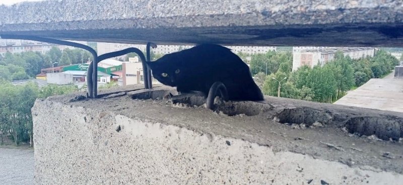 Кот провалился в вентиляционную шахту в Апатитах