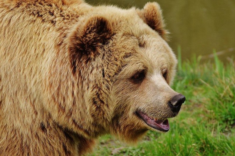 Медведя видели на улицах в Апатитах