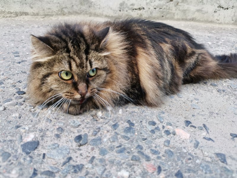 Кошка выпала из окна и потерялась на Книповича в Мурманске