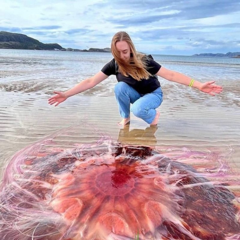 Гигантскую кровавую медузу выкинуло на берег в Териберке