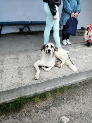 «Заглядывал людям в глаза»: пса выбросили из машины на трассе «Североморск - Мурманск»