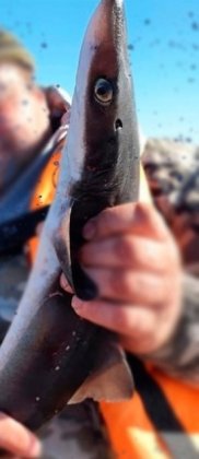 Акулу на удочку поймал северянин в Кандалакшском заливе