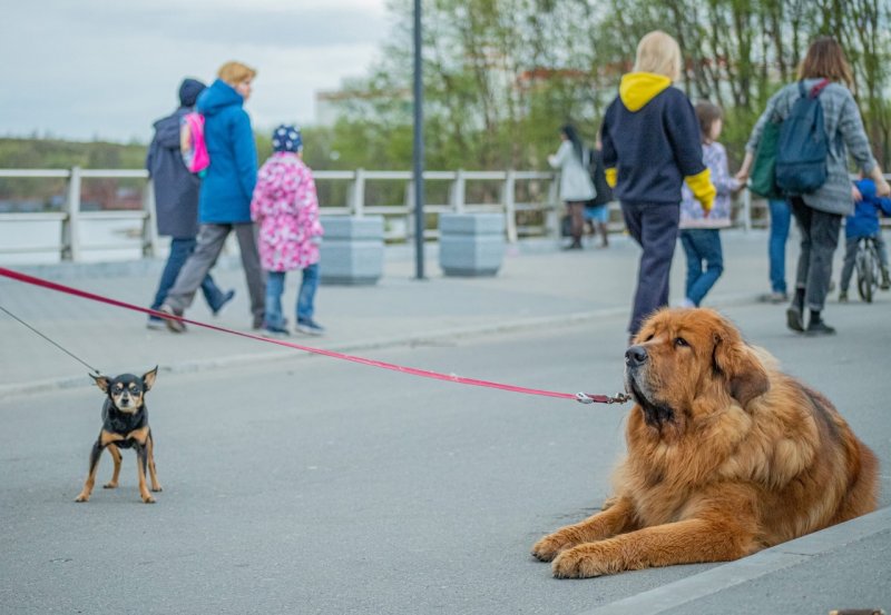 Прокуратура проконтролирует обустройство мест для собак в Мурманске