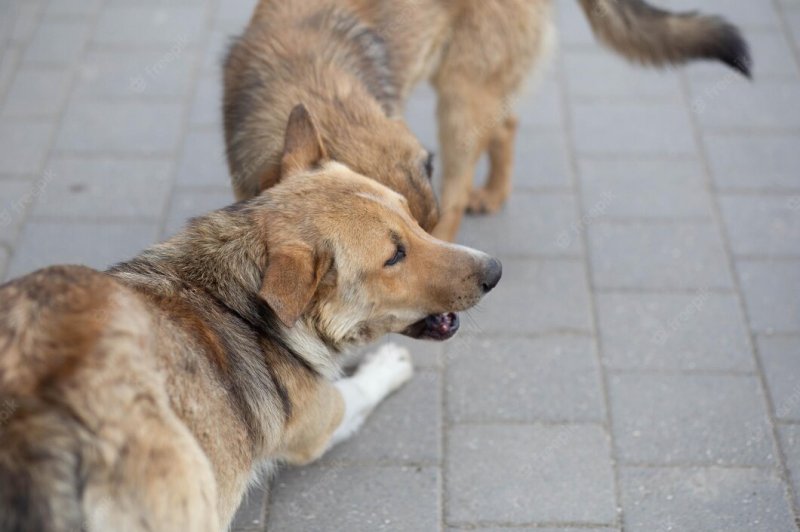 Бездомная свора псов искусала девочку в Мурмашах