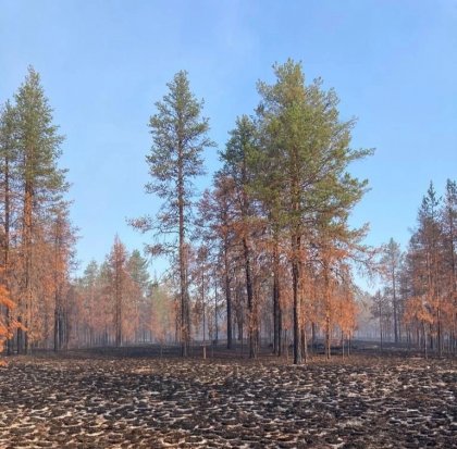 13 лесных пожаров в Коми помогли потушить мурманчане