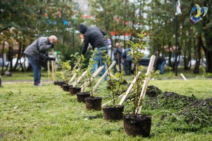 Саженцы завтра раздадут мурманчанам