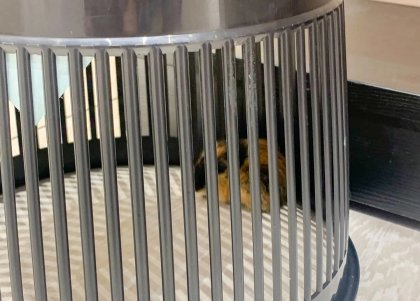 Лемминга поймали в магазине Мурманска Лемминга поймали в магазине Мурманска