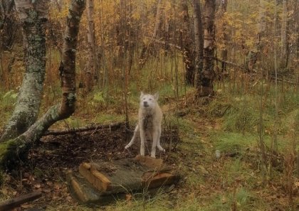 Старого пса в лесу привязали цепью к дереву в Мурмашах