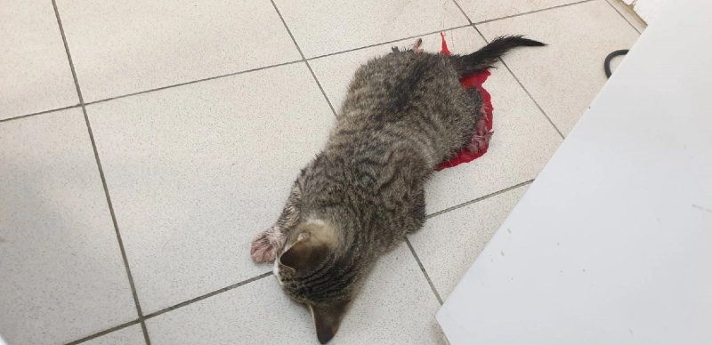 Изувеченного котенка спасают в Мончегорске