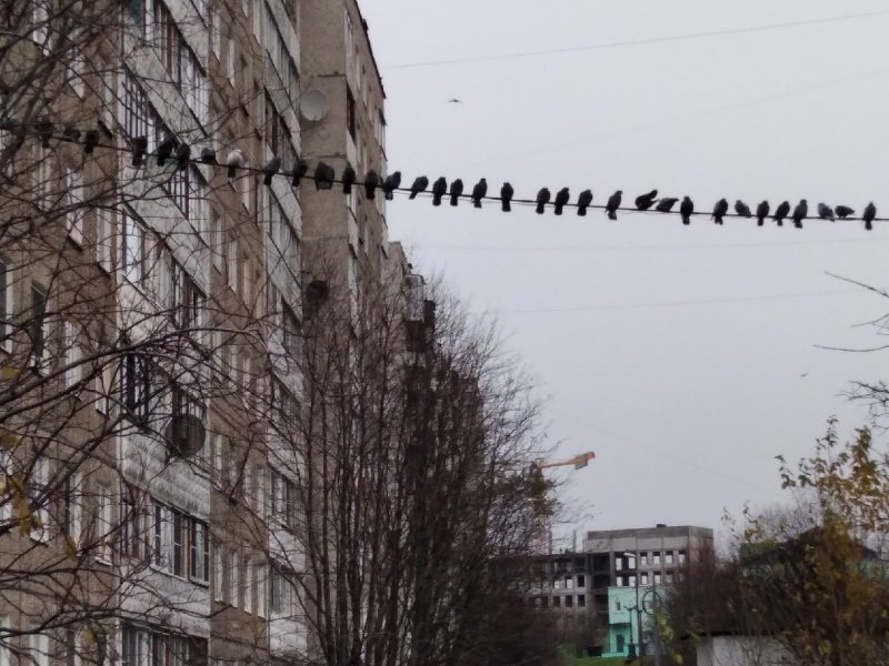 «Гирлянду» из голубей заметили в Мурманске
