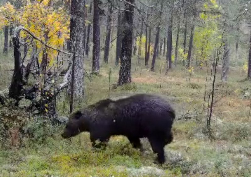 Медведь изучил фотоловушку в «Пасвике»