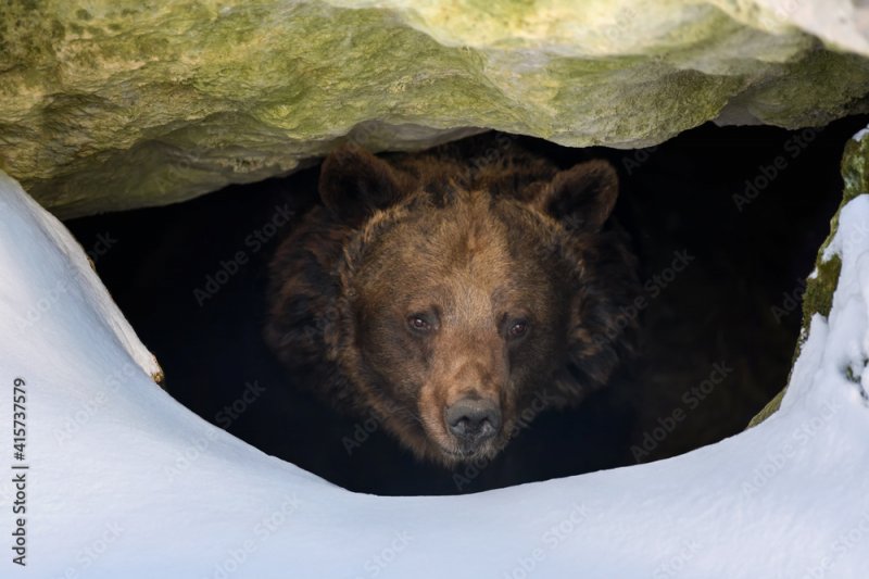 Трех медведей отстрелили в Мурманской области