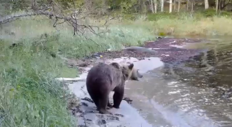 Медвежьи «догонялки» попали в объектив фотоловушки в Кандалакше