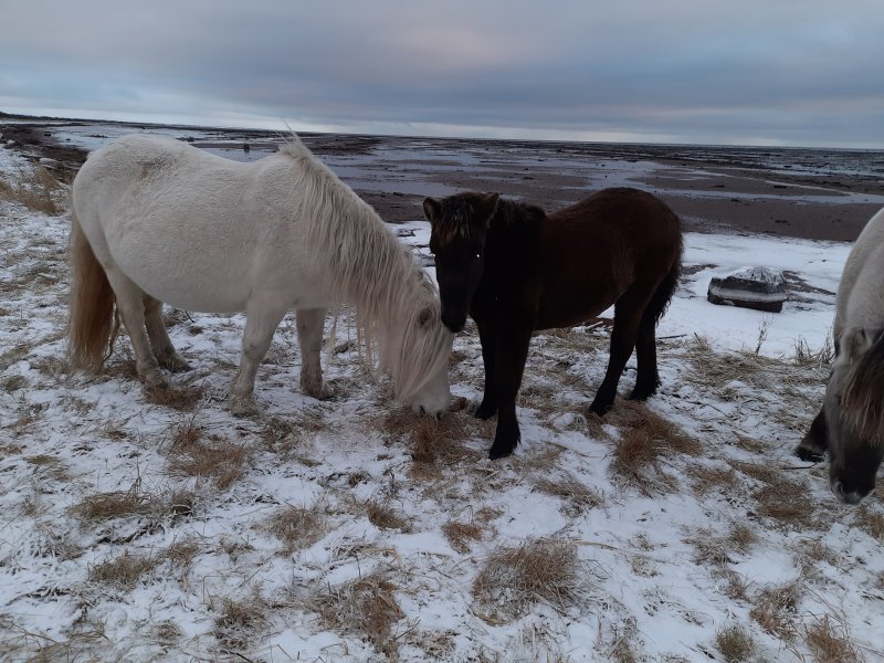 К зимовке готовятся дикие лошади в Кузомени