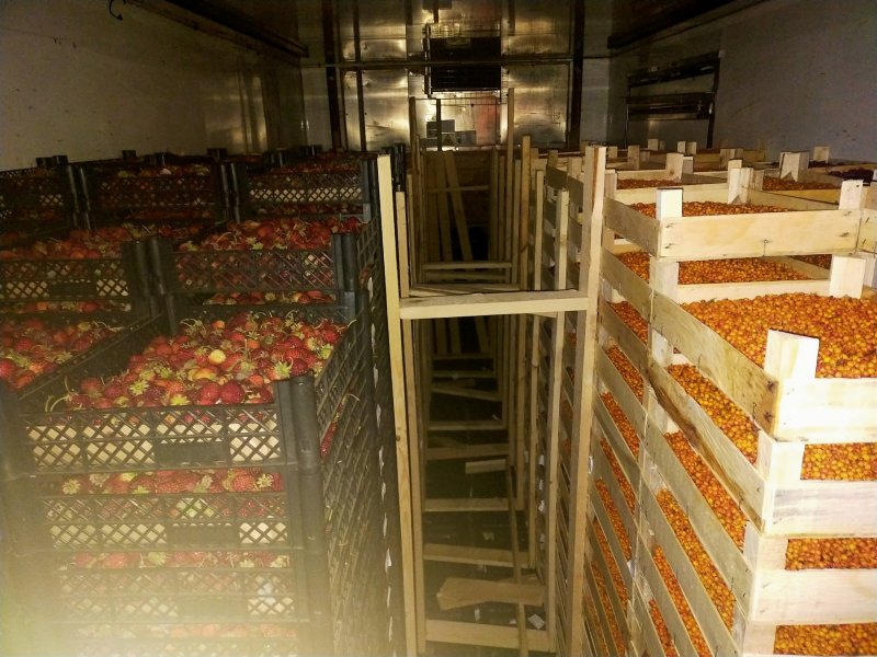 Впервые свежие ягоды из Киргизии завезли в Мурманскую область