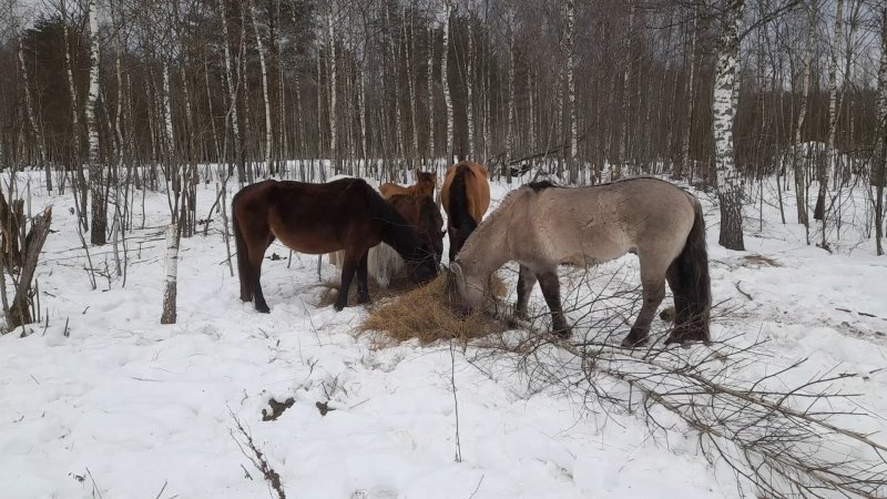 Кузоменские лошади переехали на 200 га калужской земли
