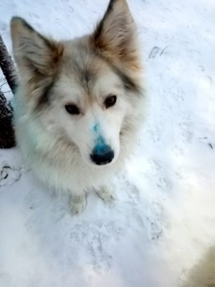 Голубые хаски появились в приюте для собак в Ковдоре