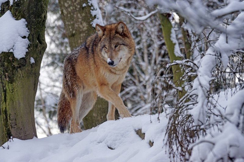 В Ковдоре на улице встретили волка