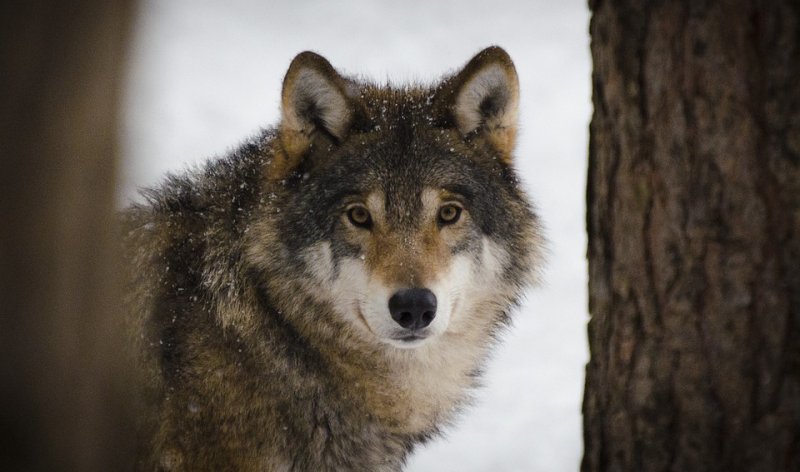 Ловить волков отправились инспекторы в Ковдоре