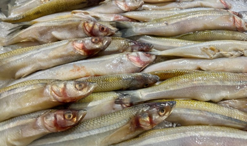 Больше тонны рыбы уничтожили в Мурманской области