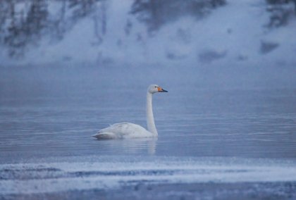 Лебеди решили зимовать в Мурманской области