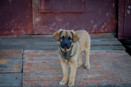 Зарубил топором собаку житель Мурманской области