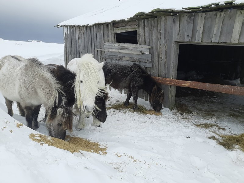 Сытая зима снова у диких лошадей Кузомени