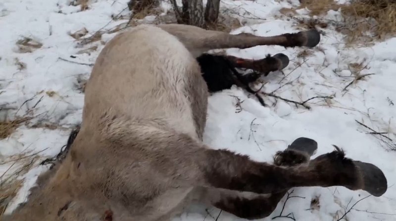 Погиб кузоменский жеребец в Калужской области